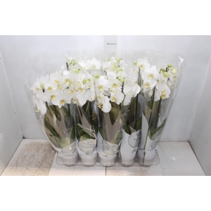 PHALAENOPSIS P12 BRANCO 2 HT