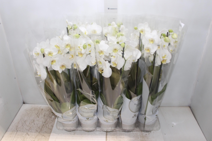 <h4>PHALAENOPSIS P12 BRANCO 2 HT</h4>