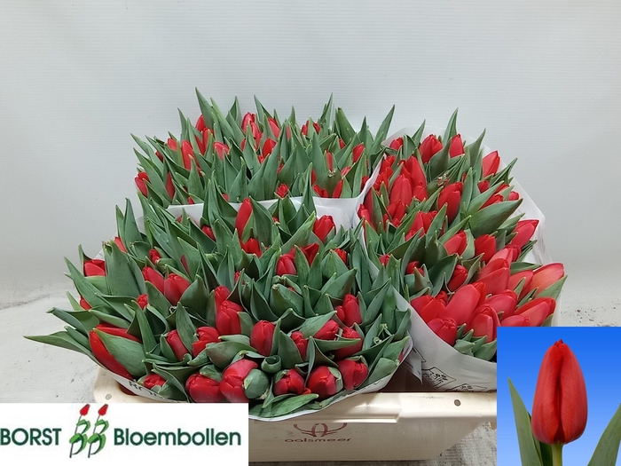 <h4>TU EN SPOT ON</h4>