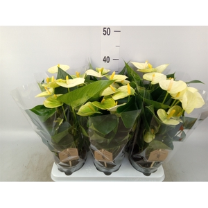 Anthurium andr. 'Vanilla'