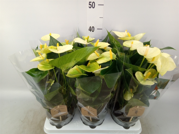 <h4>Anthurium andr. 'Vanilla'</h4>