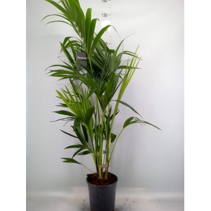 Howea forsteriana