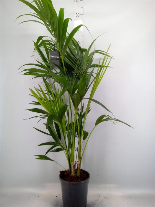 <h4>Howea forsteriana</h4>