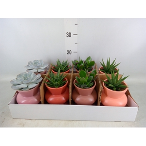 Succulents   ...