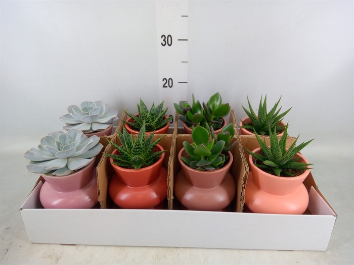 <h4>Succulents   ...</h4>