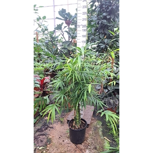 Bambusa ventricosa 170