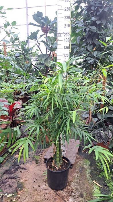 <h4>Bambusa ventricosa 170</h4>