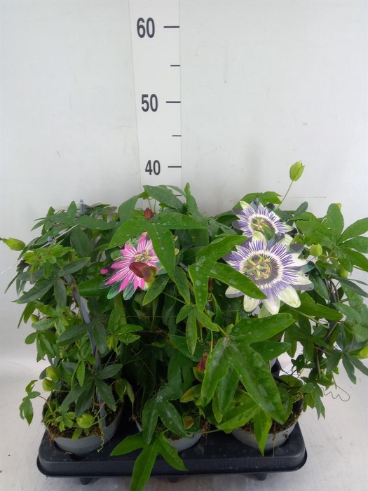 <h4>Passiflora caerul.</h4>