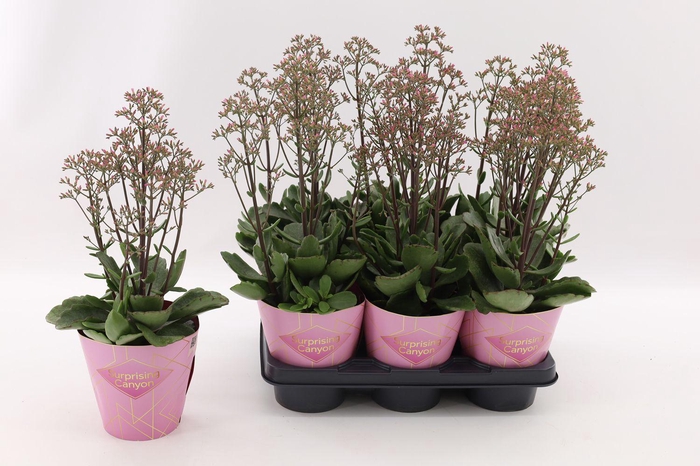 <h4>Kalanchoe Surprising Canyon</h4>