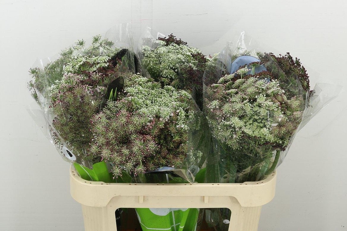 <h4>Daucus Carota Dara</h4>