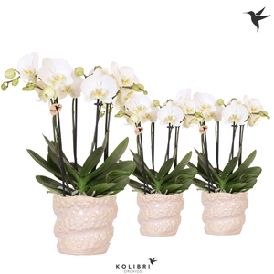 Kolibri Orchids Phalaenopsis Jewel Ghent 4 spike in Octopus pot pink