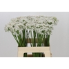Allium Tuberosum