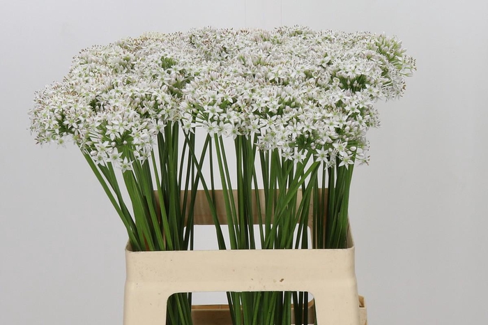 <h4>Allium Tuberosum</h4>