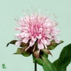 MONARDA BEAUTY COBHA