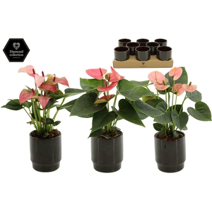 Anthurium 9 cm 3 color mix in Classy Green ceramics