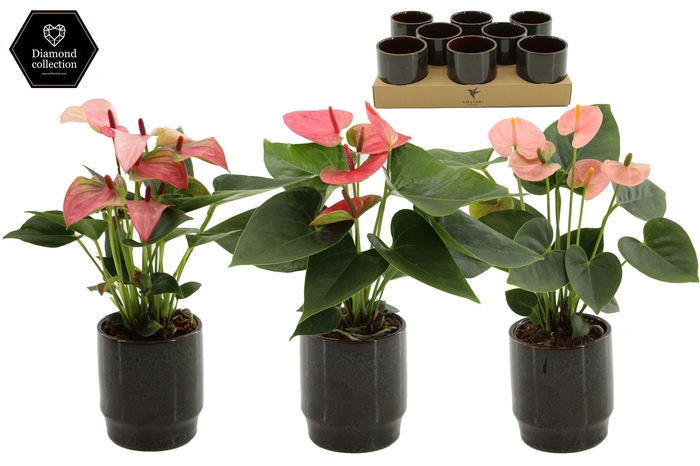 <h4>Anthurium 9 cm 3 color mix in Classy Green ceramics</h4>