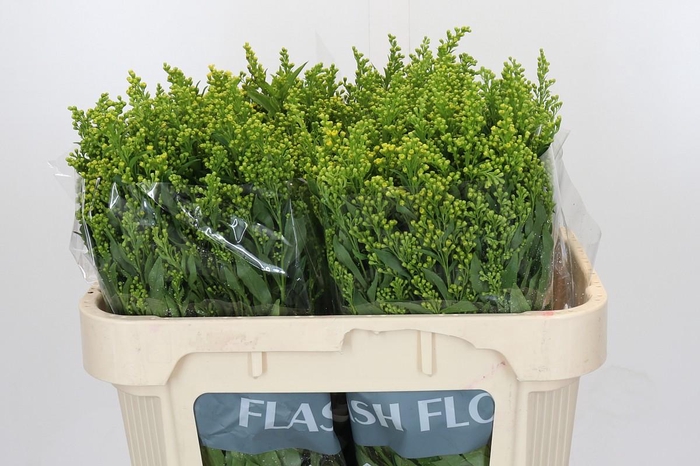 <h4>Solidago Golden Glory</h4>