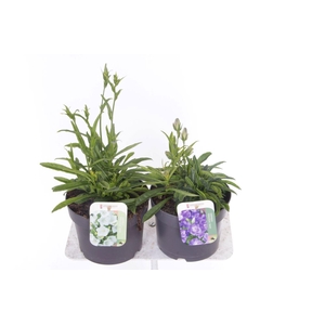 Campanula pers. Takion mix