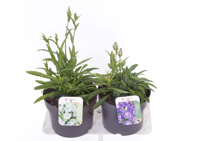 <h4>Campanula pers. Takion mix</h4>
