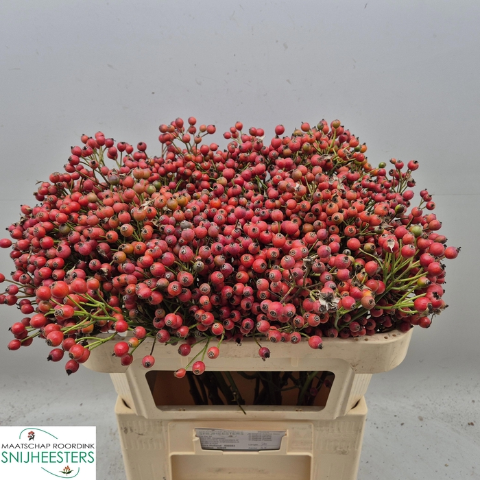 <h4>ROSA MAG AUTUM GLORY</h4>