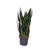 Sansevieria zeylanica