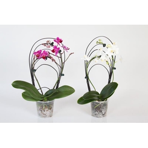 PHALAENOPSIS-HYBRID p9 boog