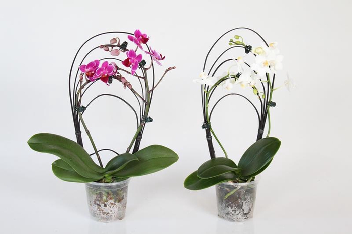 <h4>PHALAENOPSIS-HYBRID p9 boog</h4>