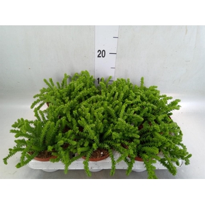 Crassula   ...