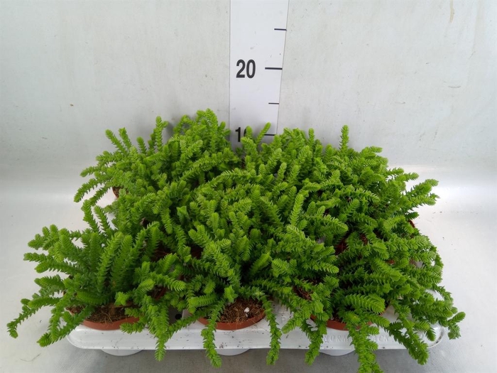 <h4>Crassula   ...</h4>