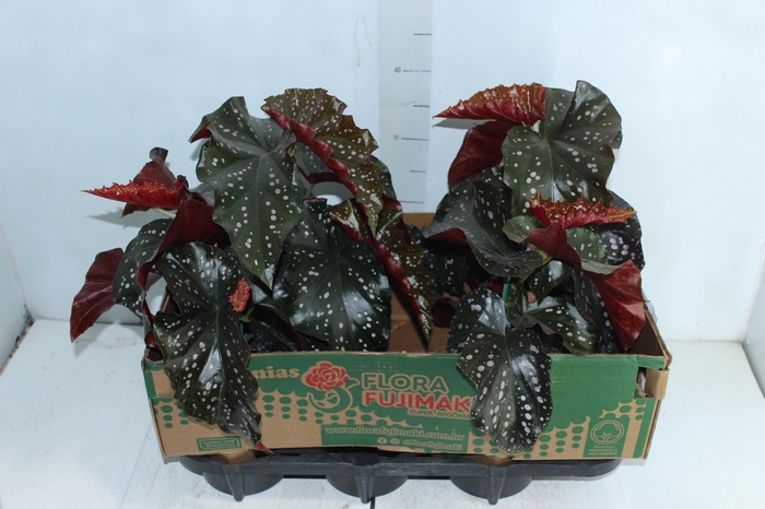 <h4>BEGONIA MARI P15</h4>