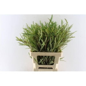 GREVI IVANHOE BRONZE