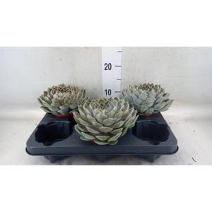 Echeveria  'Grande Cinza'