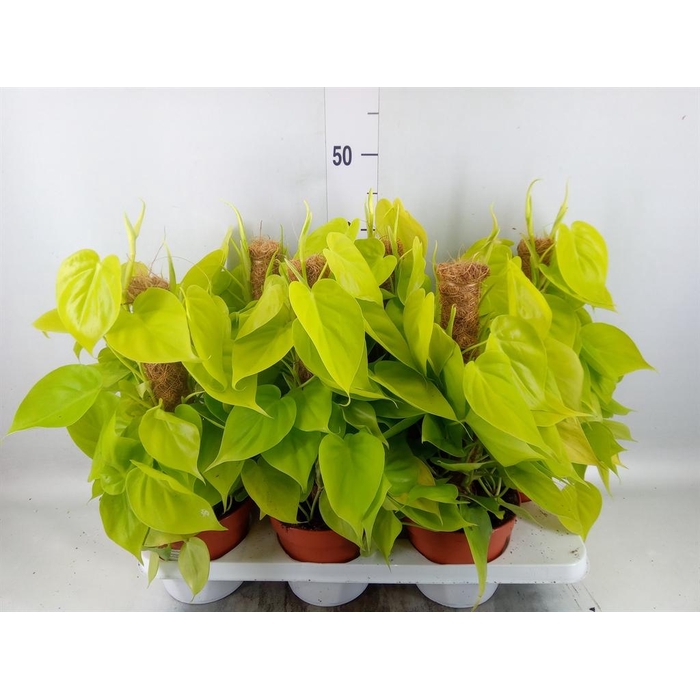 <h4>Philodendron   ...</h4>