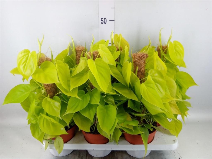 Philodendron   ...