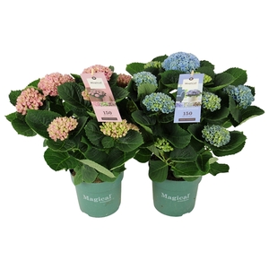 Hydrangea Magical Revolution ® mix 7/8 flowers