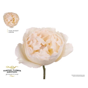 Rosa garden yves piaget cream