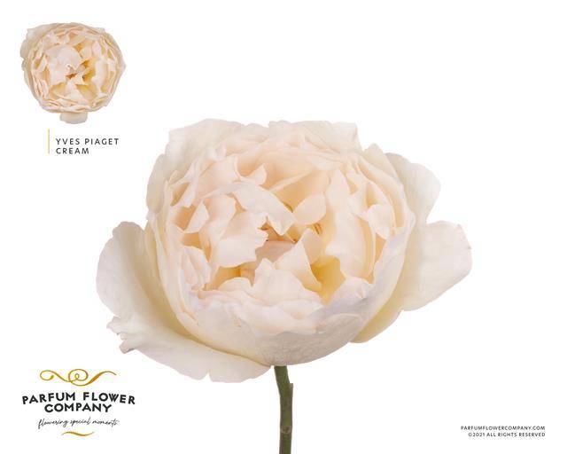 Rosa garden yves piaget cream