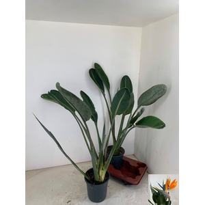 STRELITZIA REGIN BL