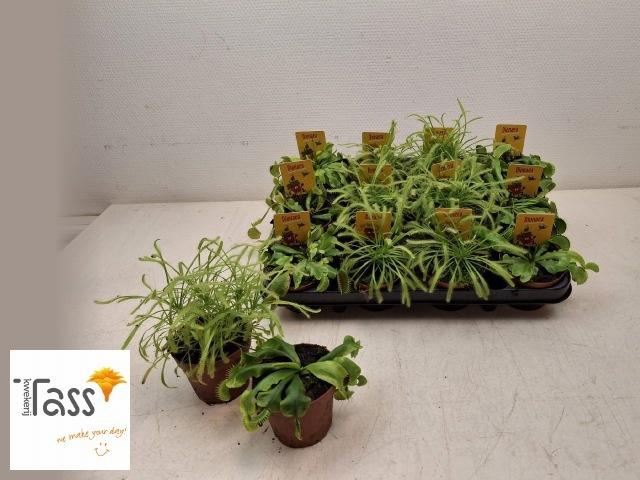 <h4>DIONAEA MUSCIPULA</h4>