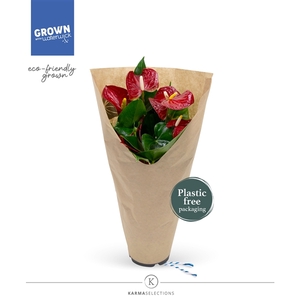 Anthurium - KARMA Red Gift bag | 12cm