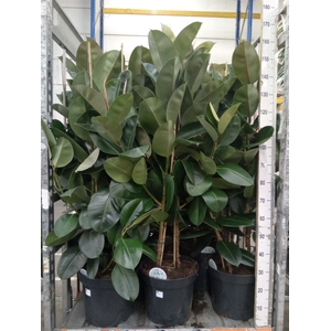 Ficus elastica 'Robusta'