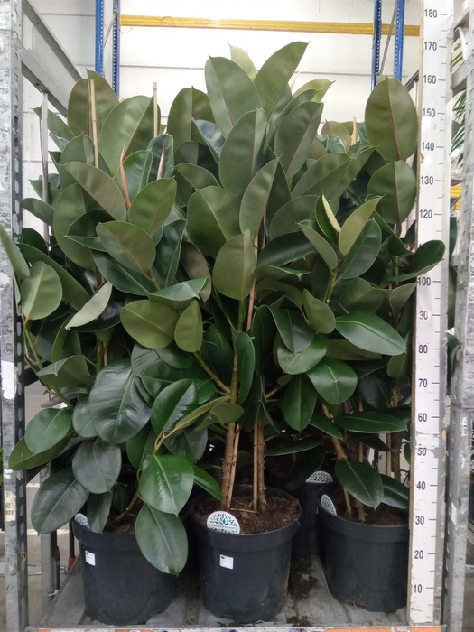 <h4>Ficus elastica 'Robusta'</h4>