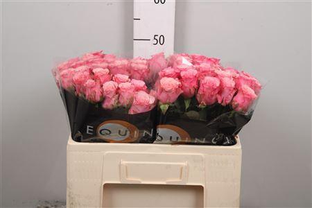 <h4>R Gr Ramonda</h4>