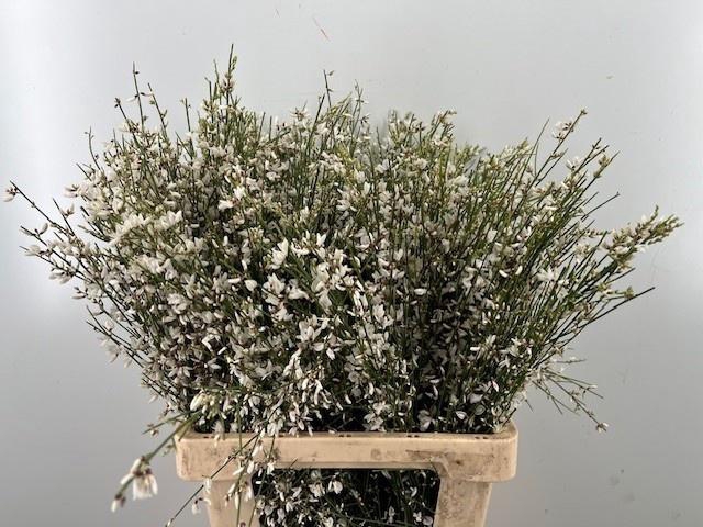 <h4>GEN OV WIT BS</h4>