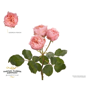 R Tr Georgia Peach
