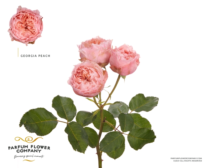 <h4>Rosa Spray Garden Georgia Peach</h4>