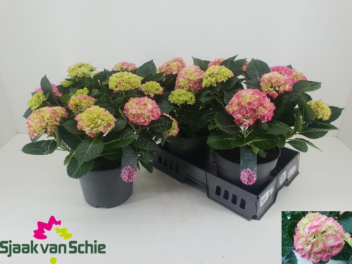 <h4>HYDR M HI MEADOW</h4>