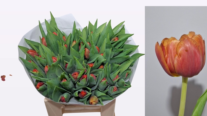 <h4>TU DU CORAL SUNSET</h4>