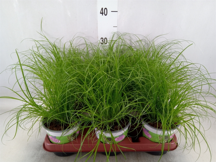 <h4>Cyperus alternifolius 'Zumula'</h4>