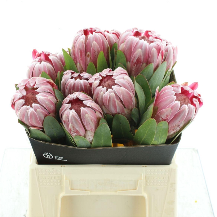 <h4>Protea Cardinal Too</h4>